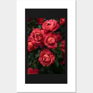 Dark Red Roses and Raindrops in Summer Garden Posters and Art